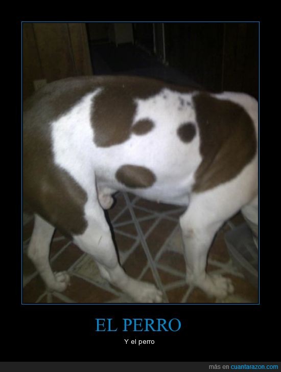 piel,manchas,imagen,perro